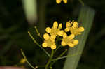 Creeping yellowcress